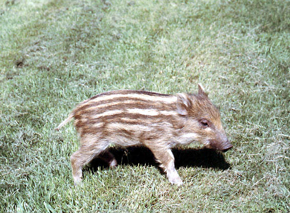  Image name: 37 Cinghiale.jpg 
 width: 565 pixel 
 height: 415 pixel 
 Size: 95959 bytes 
 Click to enlarge 